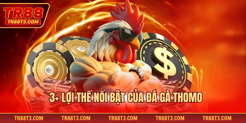 3+ Lợi thế nổi bật của đá gà Thomo