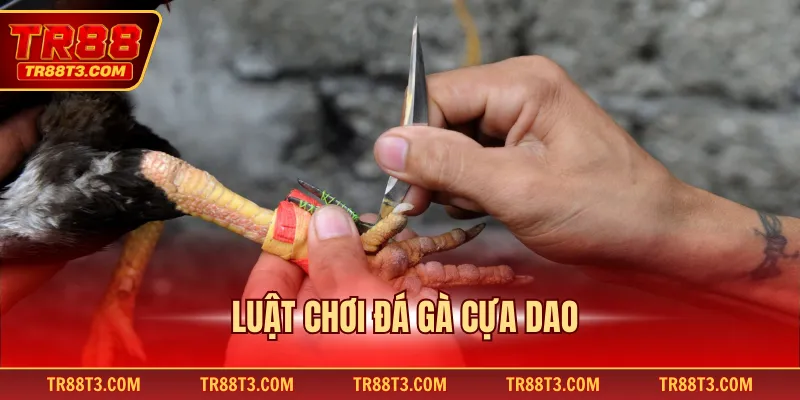 Luật chơi đá gà cựa dao